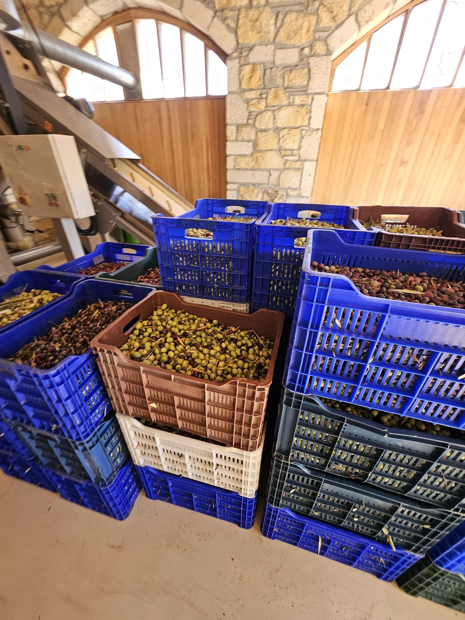 Tesiste sıkıma hazır zeytin kasaları