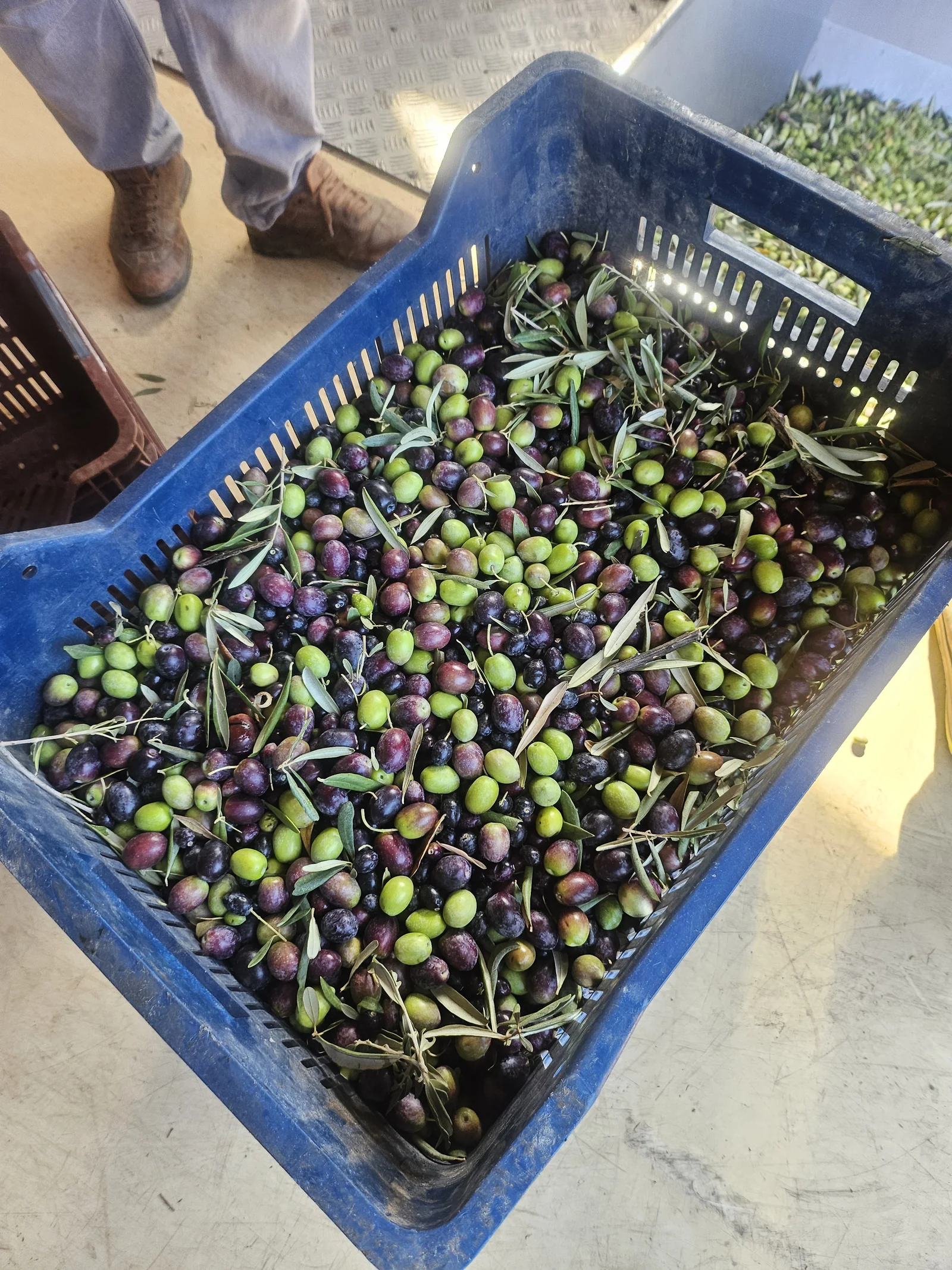 Yeni hasat yeşil ve olgun zeytinler
