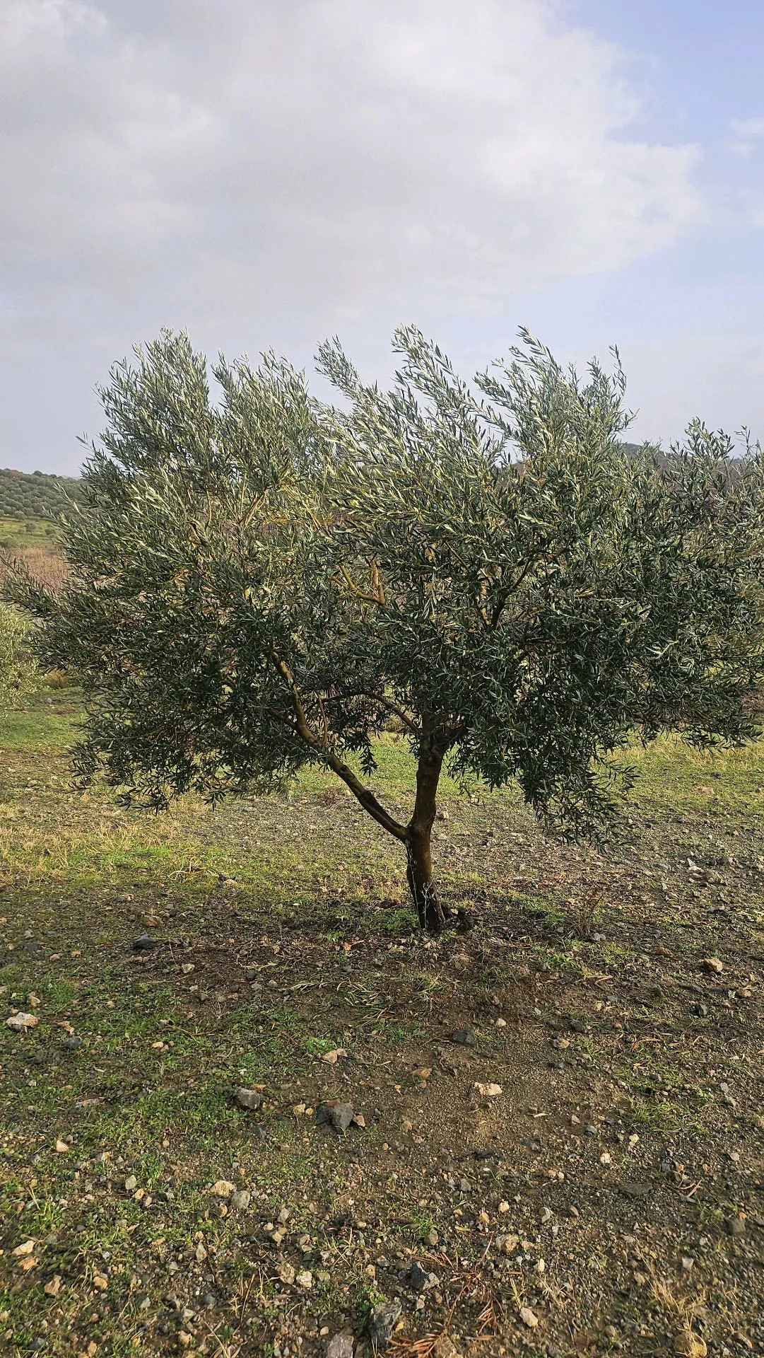 Ege'de zeytinlik manzarası