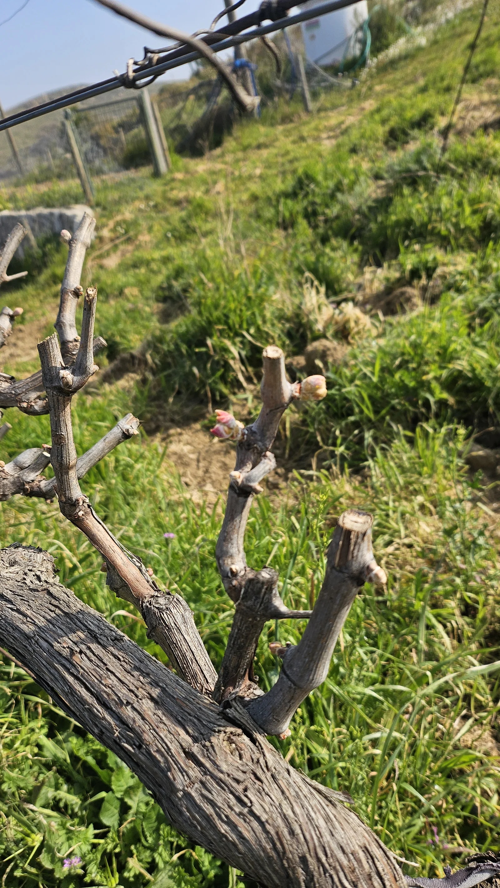 Zeytin ağacında budama çalışması