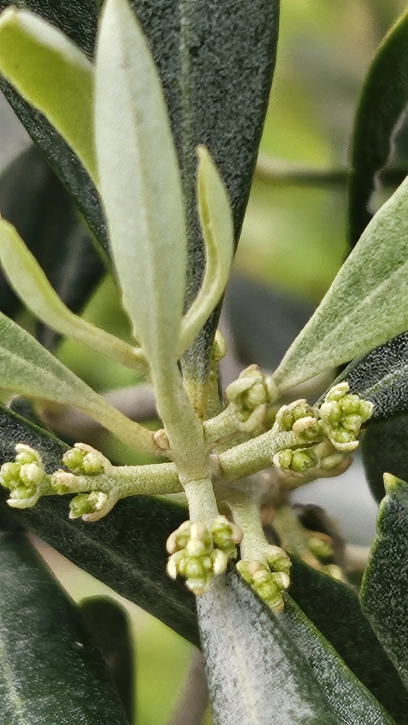Zeytin çiçeklerinin yakın görünümü