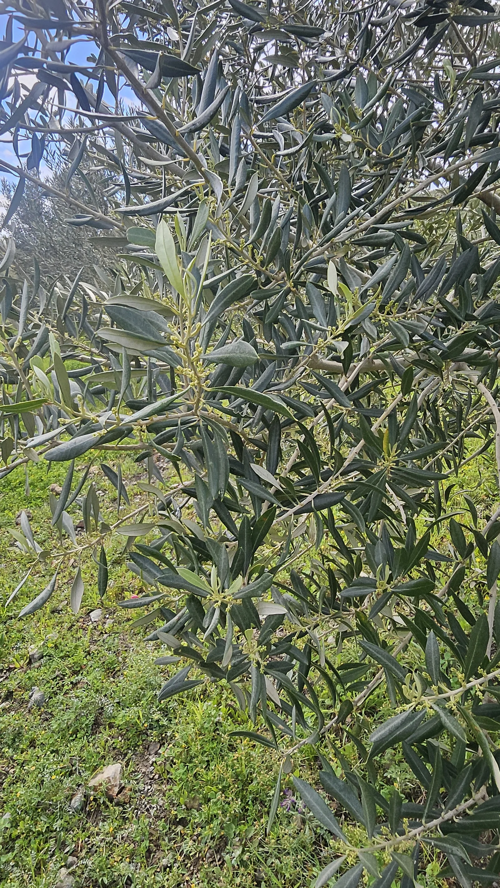İlkbaharda zeytin dalları